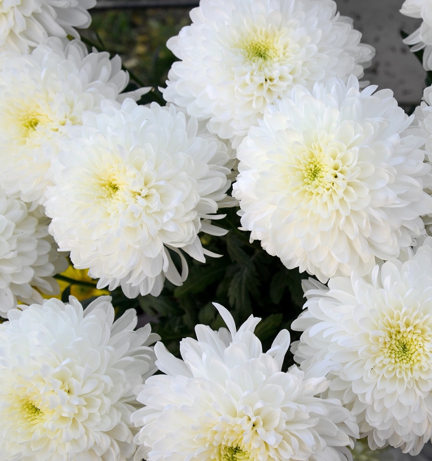 chrysanthemums funeral